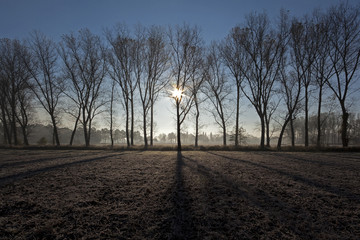 Fototapeta na wymiar Early morning sun shines thruogh trees on a Czech farm