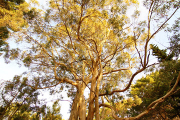 Eukalyptus Bäume in Mar de las Pampas