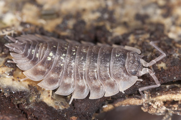 Woodlouse on wood, extreme close-up