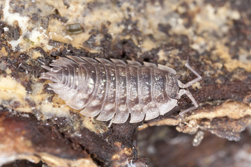 Woodlouse on wood, extreme close-up