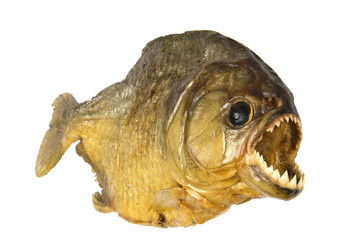 Red Belly Piranha on white background