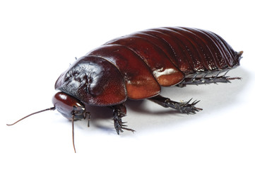 Australian giant burrowing cockroach on white background - obrazy, fototapety, plakaty