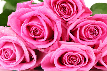 Many pink roses with water droplets closeup