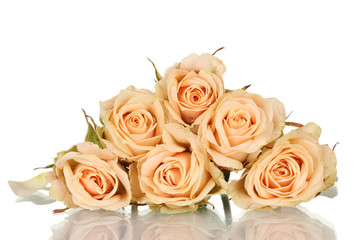 Many roses on white background