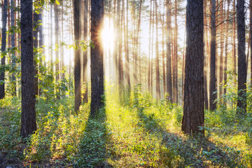 Fototapeta premium zachód słońca