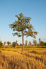Fototapeta premium Single tree in the rice field