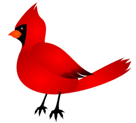 Cardinal