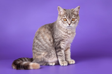 Scottish straight on purple background