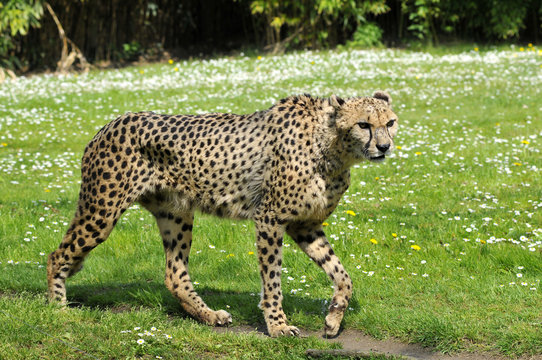 African Cheetah (Acinonyx jubatus) walking on grass