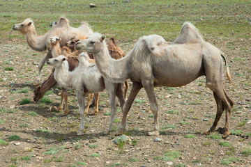 Bactrian camels