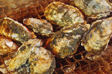 生牡蠣の網焼き