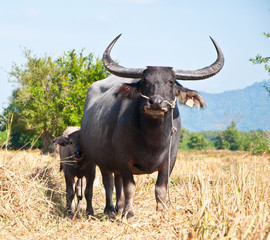 Buffalo in local of Thailand