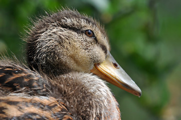 Mallard Duckling