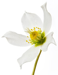 Helleborus spring flower
