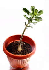 red flowerpot