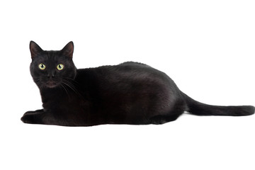 black cat