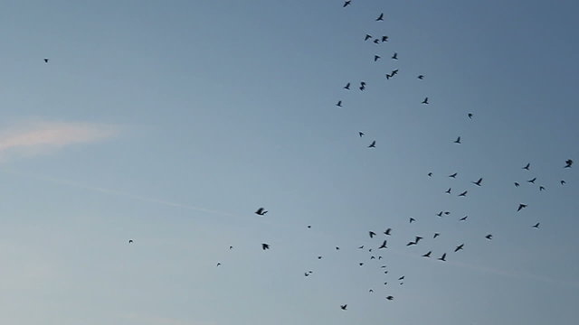 Kr&auml;hen