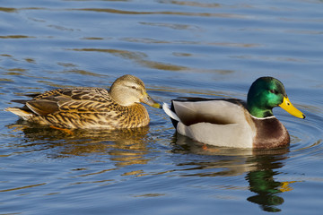 Ducks