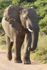 Fototapeta premium African Elephant