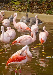 Brilliant Pink Flamingos in a Shallow Pond