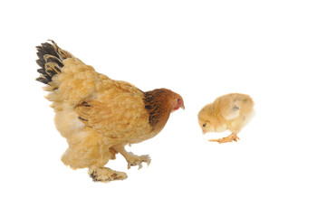 thoroughbred hen