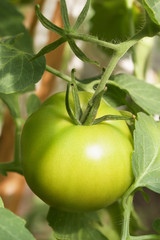 Hanging on a branch tomato