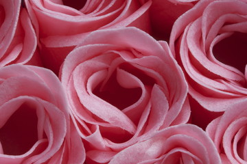 Pink Roses close up