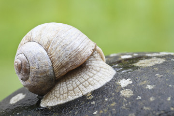 Weinbergschnecke