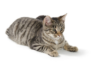 Tabby cat on white