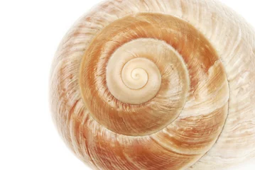 Poster Muschelschale spiralförmig © elypse