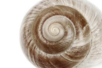 Muschelschale spiralförmig