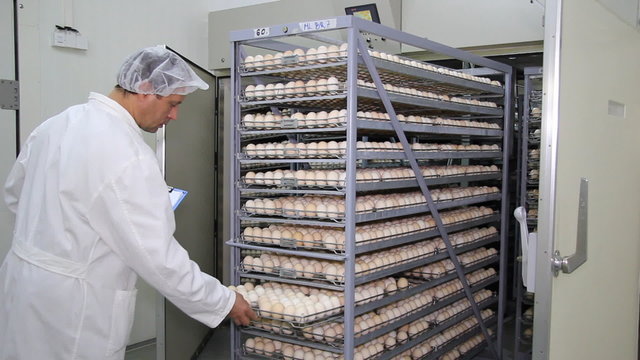Farmer controls chicken eggs in incubator