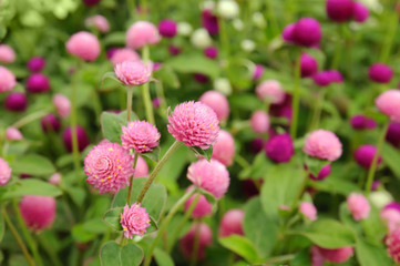 Pink clower flowers