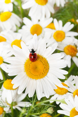 Obraz premium Ladybird on a camomile