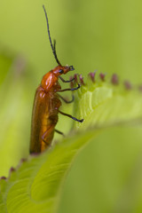 Beetle (Rhagonycha fulva)