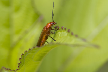 Fototapeta premium Beetle (Rhagonycha fulva)