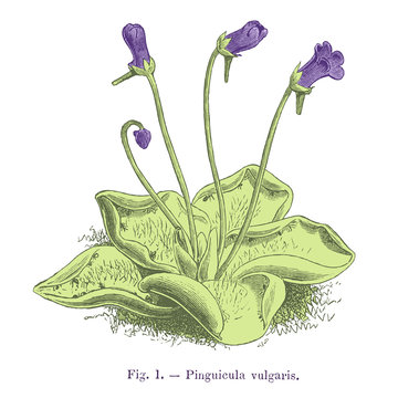 plante carnivore : Pinguicula vulgaris