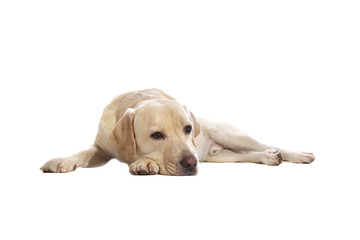 labrador retriever
