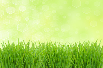 Fototapeta premium Sunny highlight and green grass
