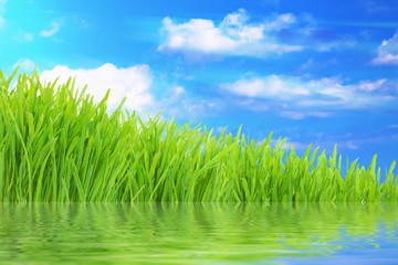 Fresh green grass with water reflection