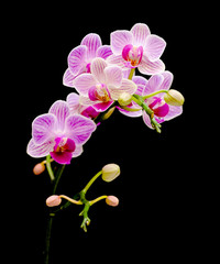 Fototapeta na wymiar branch bloom orchids on a black background