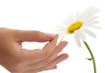 daisy