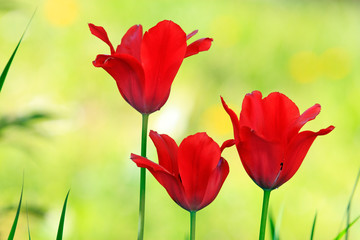 Three red tulips