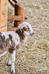 A small lamb © Nadiyka