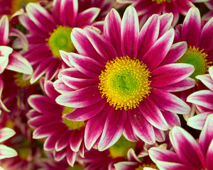 violet-white crysanthemum closeup, natural background