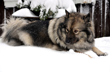 Wolfsspitz im Schnee