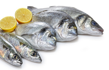 Lubina,doradas y caballas.