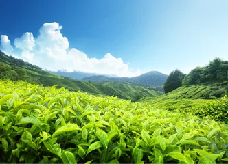 Foto op Plexiglas Tea plantation Cameron highlands, Malaysia © Iakov Kalinin