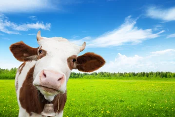 Deurstickers koe en veld vers gras © Iakov Kalinin