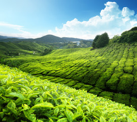 Tea plantation Cameron highlands, Malaysia - obrazy, fototapety, plakaty